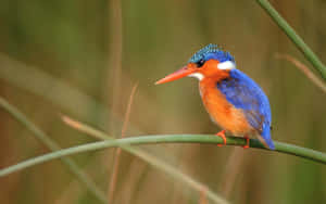 Vibrant Kingfisher Perchedon Reed Wallpaper