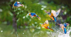 Vibrant Kingfishers In Flight4 K Wallpaper