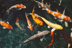 Vibrant_ Koi_ Fish_ Pond_ Aesthetic.jpg Wallpaper