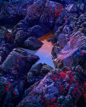 Vibrant_ Lichen_on_ Rocks Wallpaper