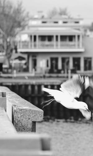 Vibrant Life In Adelaide Spotlighted By A Solitary Seagull In Grayscale. Wallpaper