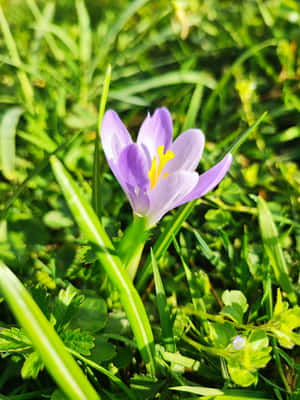 Vibrant_ Light_ Purple_ Crocus_ In_ Grass.jpg Wallpaper