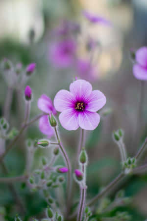 Vibrant Light Purple Flower Wallpaper