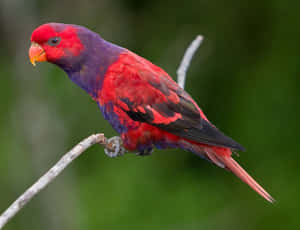 Vibrant Loryon Branch.jpg Wallpaper