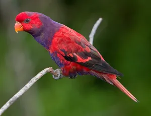 Vibrant Loryon Branch.jpg Wallpaper