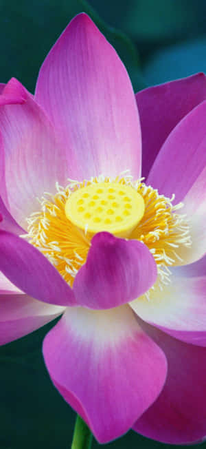 Vibrant Lotus Flower Wallpaper Wallpaper
