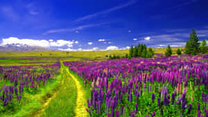 Vibrant_ Lupine_ Field_ Pathway.jpg Wallpaper