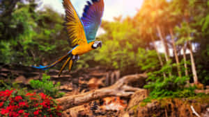 Vibrant_ Macaw_ In_ Flight_4 K Wallpaper