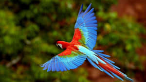 Vibrant_ Macaw_ In_ Flight.jpg Wallpaper