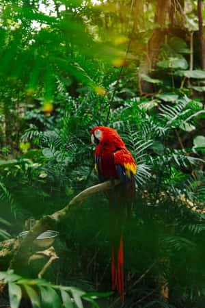 Vibrant_ Macaw_in_ Jungle_ Habitat.jpg Wallpaper