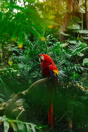 Vibrant_ Macaw_in_ Jungle_ Habitat.jpg Wallpaper