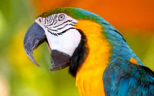 Vibrant Macaw Portrait Wallpaper