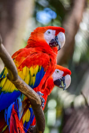 Vibrant_ Macaws_ Perched_4 K Wallpaper