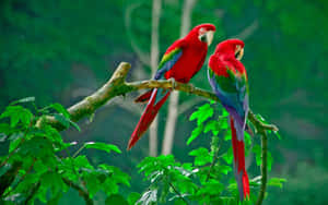 Vibrant_ Macaws_ Perched_in_ Greenery Wallpaper