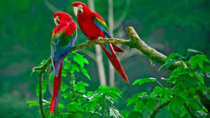 Vibrant_ Macaws_ Perched_in_ Nature.jpg Wallpaper