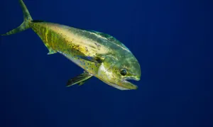 Vibrant Mahi Mahi Swimming Wallpaper