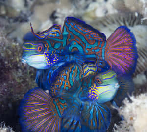 Vibrant_ Mandarinfish_ Couple Wallpaper