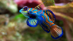 Vibrant Mandarinfish Swimming Wallpaper