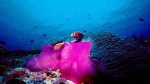 Vibrant Marine Life Great Barrier Reef Wallpaper