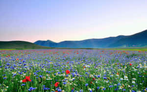 Vibrant Meadow At Dusk.jpg Wallpaper