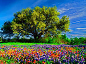 Vibrant_ Meadow_ Beneath_ Blue_ Skies.jpg Wallpaper