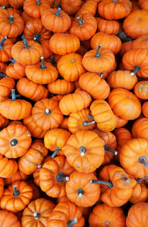 Vibrant_ Mini_ Pumpkins_ Texture Wallpaper