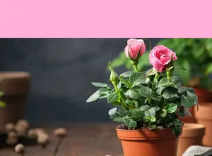 Vibrant Miniature Roses In Full Bloom Wallpaper