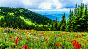 Vibrant_ Mountain_ Meadow_ Biodiversity Wallpaper