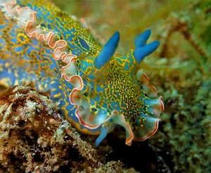 Vibrant Nudibranchon Coral Wallpaper