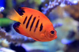 Vibrant Orange Angelfish Swimming Wallpaper