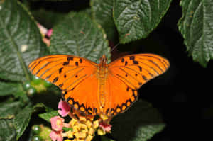 Vibrant_ Orange_ Fritillary_ Butterfly Wallpaper