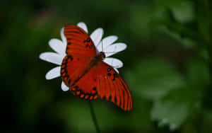 Vibrant Orange Fritillary Butterflyon White Flower Wallpaper