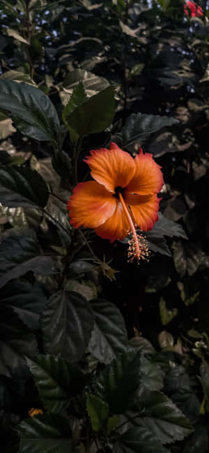 Vibrant Orange Hibiscus Flower Dark Leaves.jpg Wallpaper