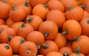 Vibrant Orange Pumpkin Patch Wallpaper