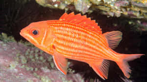 Vibrant Orange Squirrelfish Underwater Wallpaper