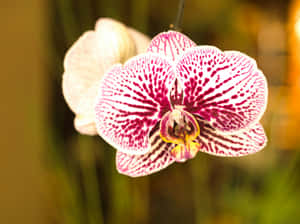 Vibrant Orchid Closeup Wallpaper