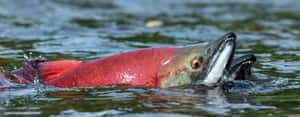 Vibrant Pacific Salmon Spawning Wallpaper