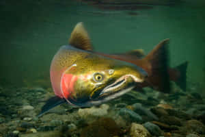 Vibrant_ Pacific_ Salmon_ Underwater.jpg Wallpaper