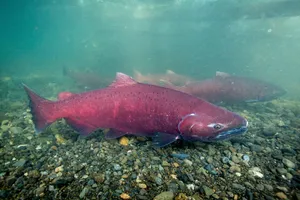 Vibrant_ Pacific_ Salmon_ Underwater.jpg Wallpaper