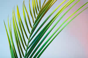 Vibrant Palm Frond Closeup Wallpaper