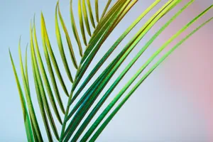 Vibrant Palm Frond Closeup Wallpaper