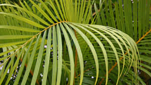 Vibrant Palm Frond Closeup Wallpaper