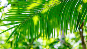 Vibrant Palm Frond Sunlight Wallpaper