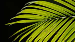 Vibrant Palm Leaf Closeup Wallpaper