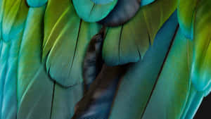 Vibrant Parrot Feathers Closeup Wallpaper