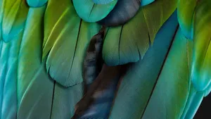 Vibrant Parrot Feathers Closeup Wallpaper