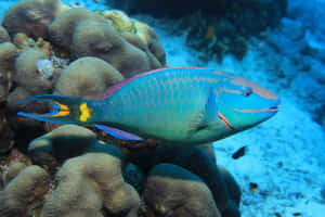 Vibrant Parrotfish Coral Reef Wallpaper