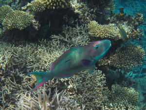 Vibrant Parrotfish Coral Reef Wallpaper