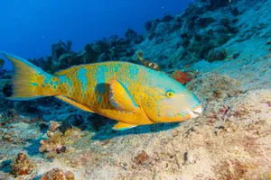 Vibrant Parrotfish Swimming In Tropical Water Wallpaper