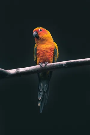 Vibrant Parroton Branch Wallpaper